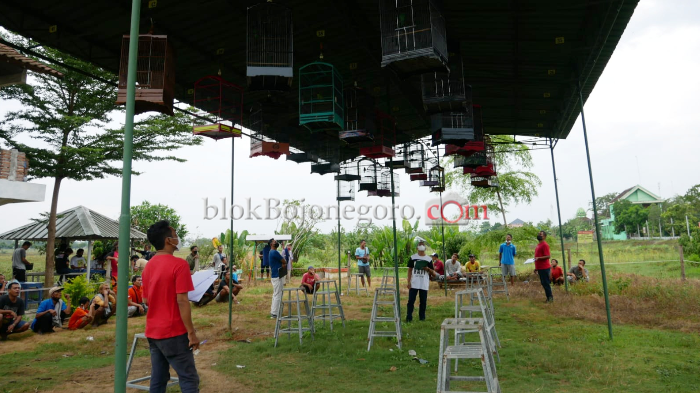 Vakum Akibat Covid 19 Gantangan Burung Kicau Eksis Kembali